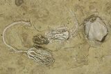 Plate of Crinoid, Starfish & Bryozoa Fossils - Illinois? #240260-3